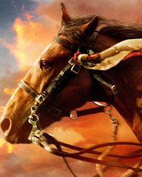 War Horse